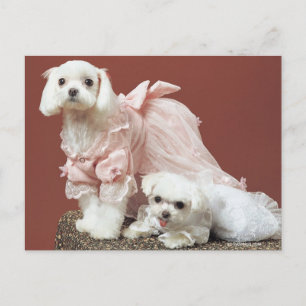Malteser Hunde Postkarte