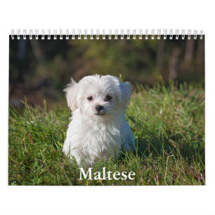 Malteser Kalender