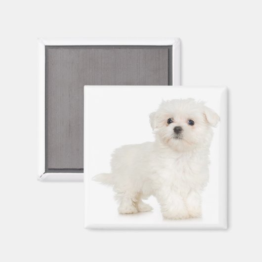 Malteser Magnet (Vorderseite/Rückseite)