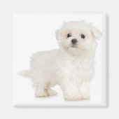 Malteser Magnet (Vorne)