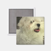 Malteser Magnet (Vorderseite/Rückseite)