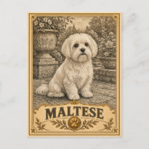 Malteser, Vintage Heritage Hund