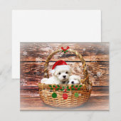 Malteser Weihnachtswelpen Feiertagskarte (Vorne/Hinten)