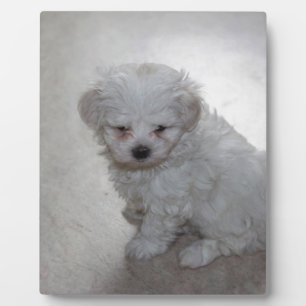 Malteser Welpe (9 Monate alt) Fotoplatte