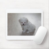 Malteser Welpe (9 Monate alt) Mousepad (Mit Mouse)