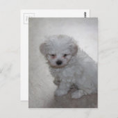 Malteser Welpe (9 Monate alt) Postkarte (Vorne/Hinten)