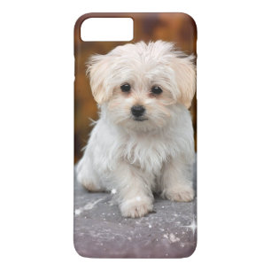 Malteser Welpe...Adorable Case-Mate iPhone Hülle