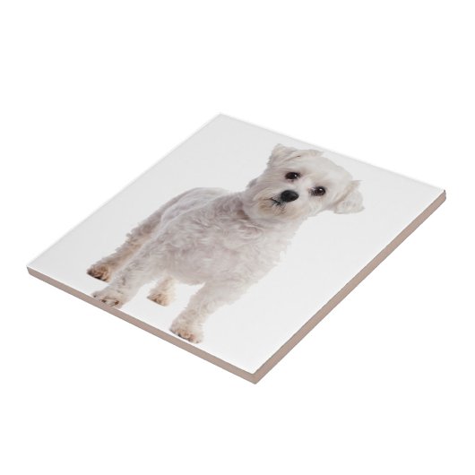 Malteser Welpe Fliese (Seite)