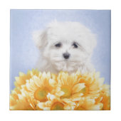 Malteser Welpe Fliese (Vorderseite)