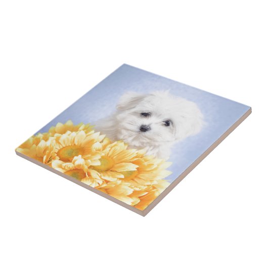 Malteser Welpe Fliese (Seite)