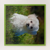Malteser Welpe im Gras Puzzle (Horizontal)
