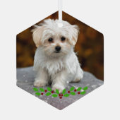 Malteser Welpe mit Weihnachtsholz Ornament Aus Glas (Rückseite)