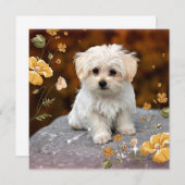 Malteser Welpe, oh so niedlich, (Vorne/Hinten)