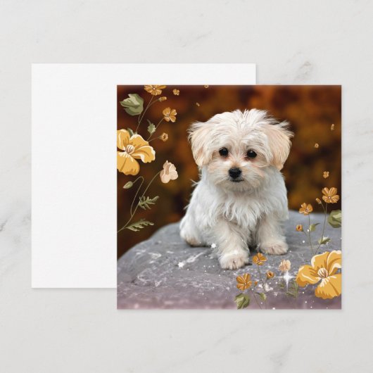 Malteser Welpe, oh so niedlich, (Vorne/Hinten)