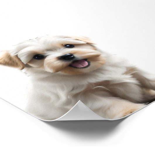 Malteser Welpe Poster (Ecke)