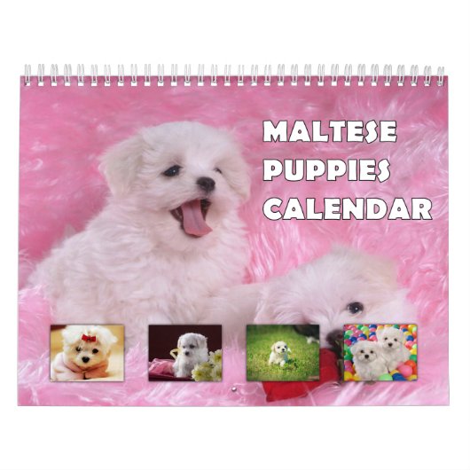 Malteser Welpen Kalender (Titelbild)