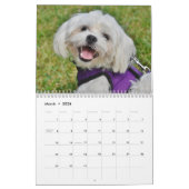 Malteser Welpen und Hunde Kalender (Mär 2026)