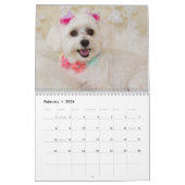 Malteser Welpen und Hunde Kalender (Feb 2026)