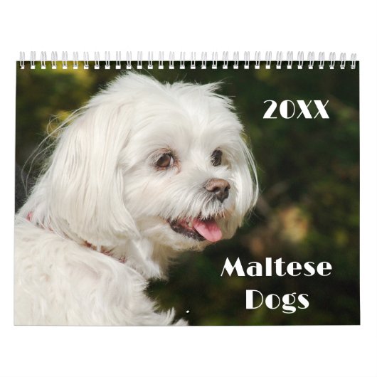 Malteser Welpen und Hunde Kalender (Titelbild)