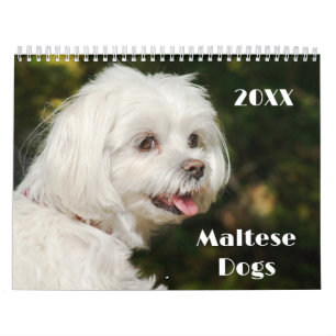 Malteser Welpen und Hunde Kalender