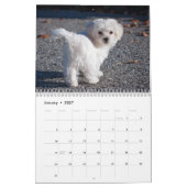 Malteser Welpen und Hunde Kalender (Jan 2027)
