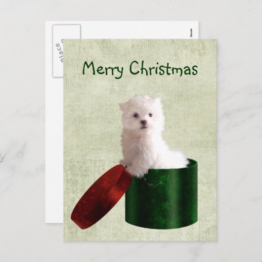 Malteser Welpen Weihnachten (Vorne/Hinten)