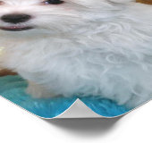 Malteser Welpenposter Poster (Ecke)