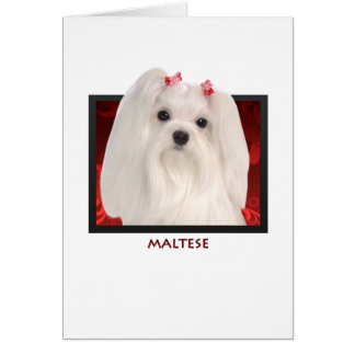 maltesisch