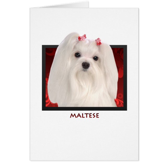 maltesisch (Vorne)