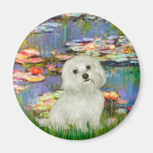 Maltesisch 11 - Lilies 2 Magnet