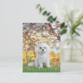 Maltesisch (12) - Frühjahr Postkarte (Stehend Vorderseite)