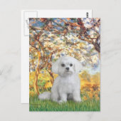 Maltesisch (12) - Frühjahr Postkarte (Vorne/Hinten)