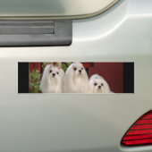 Maltesisch Autoaufkleber (Auf Auto)