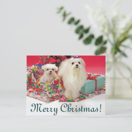 Maltesisch Frohe Weihnachten (Stehend Vorderseite)