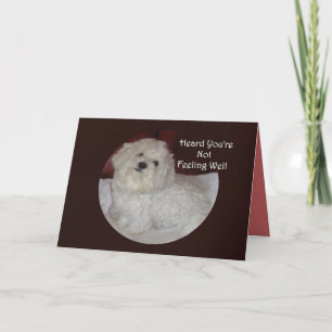 Maltesisch Get Well bald Card for Pet Lovers Karte