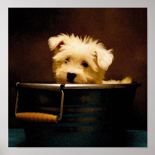 Maltesisch in der Waschwanne Poster (Vorne)