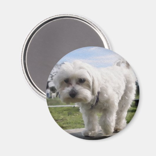 maltesisch magnet (Vorderseite/Rückseite)