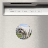 maltesisch magnet (In Situ (Geschirrspüler))