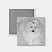 Maltesisch mit Weihnachtsbow Magnet (Vorderseite/Rückseite)