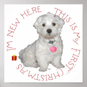 Maltesisch Pup First Christmas Poster