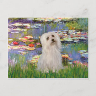 Maltesisch (SD) - Lilies 2 Postkarte