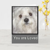 Maltesisch SIE SIND LIEBT Blank Grußkarte Karte (Gelbe Blume)