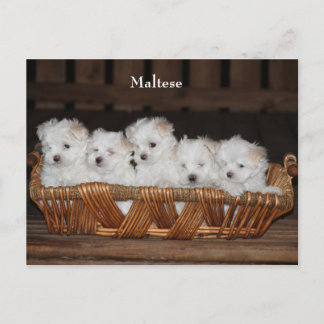Maltesisch, Welpen, Korb, "Fünf Welpen", weiß Postkarte
