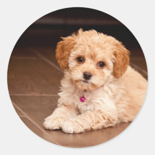 Maltesische Babypoodle-Mix oder Maltipoo-Welpenhun Runder Aufkleber