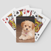 Maltesische Babypoodle-Mix oder Maltipoo-Welpenhun Spielkarten (Rückseite)