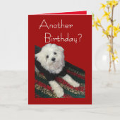 Maltesische Geburtstagwünsche für jedermann Karte (Gelbe Blume)