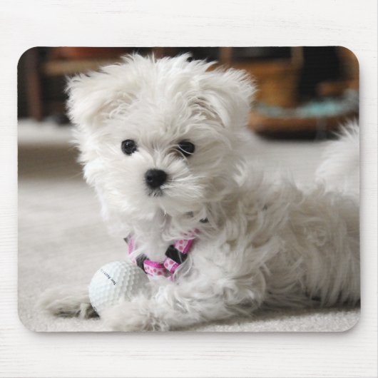 Maltesische Liebe Mousepad (Vorne)