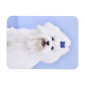 Maltesische Malerei - Niedliche Originalkunst des Magnet (Horizontal)