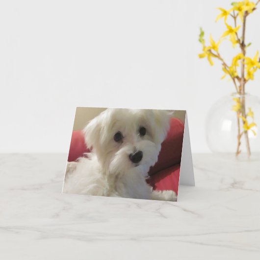 maltesische Mitteilungskarten (Gelbe Blume)