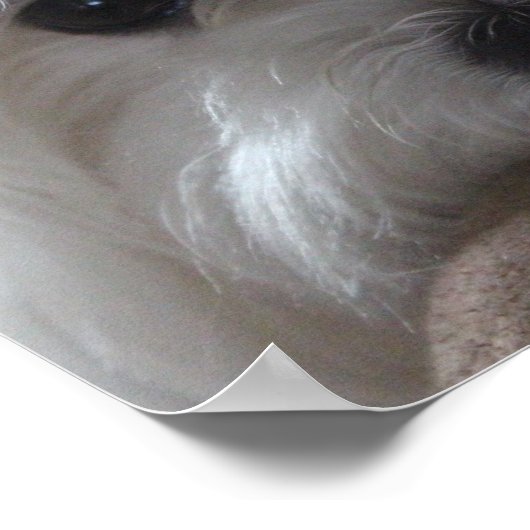 Maltesische Poster-Hund-Fähigkeit Poster (Ecke)